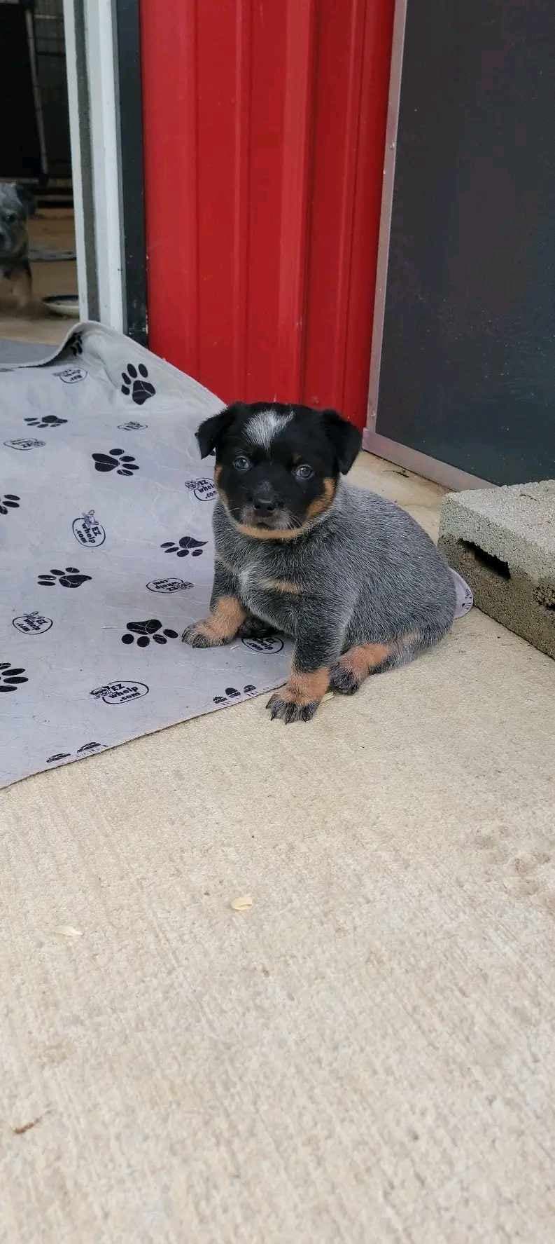 Molly — Blue female Blue Heeler
