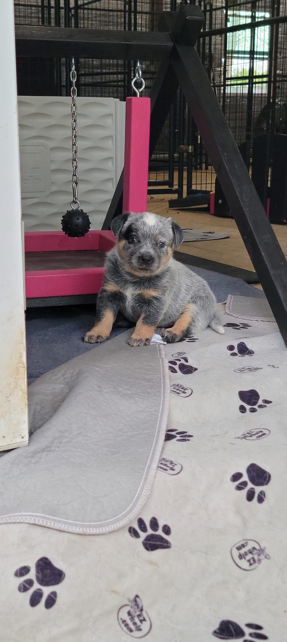Knuckles — Blue male Blue Heeler