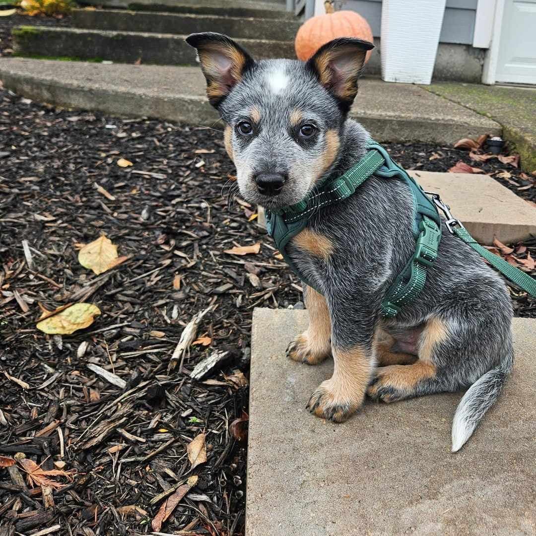 Blue — Blue male Blue Heeler