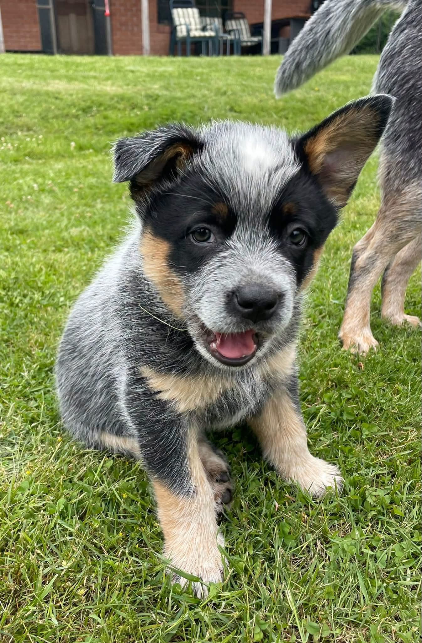 Daisy — Blue female Blue Heeler