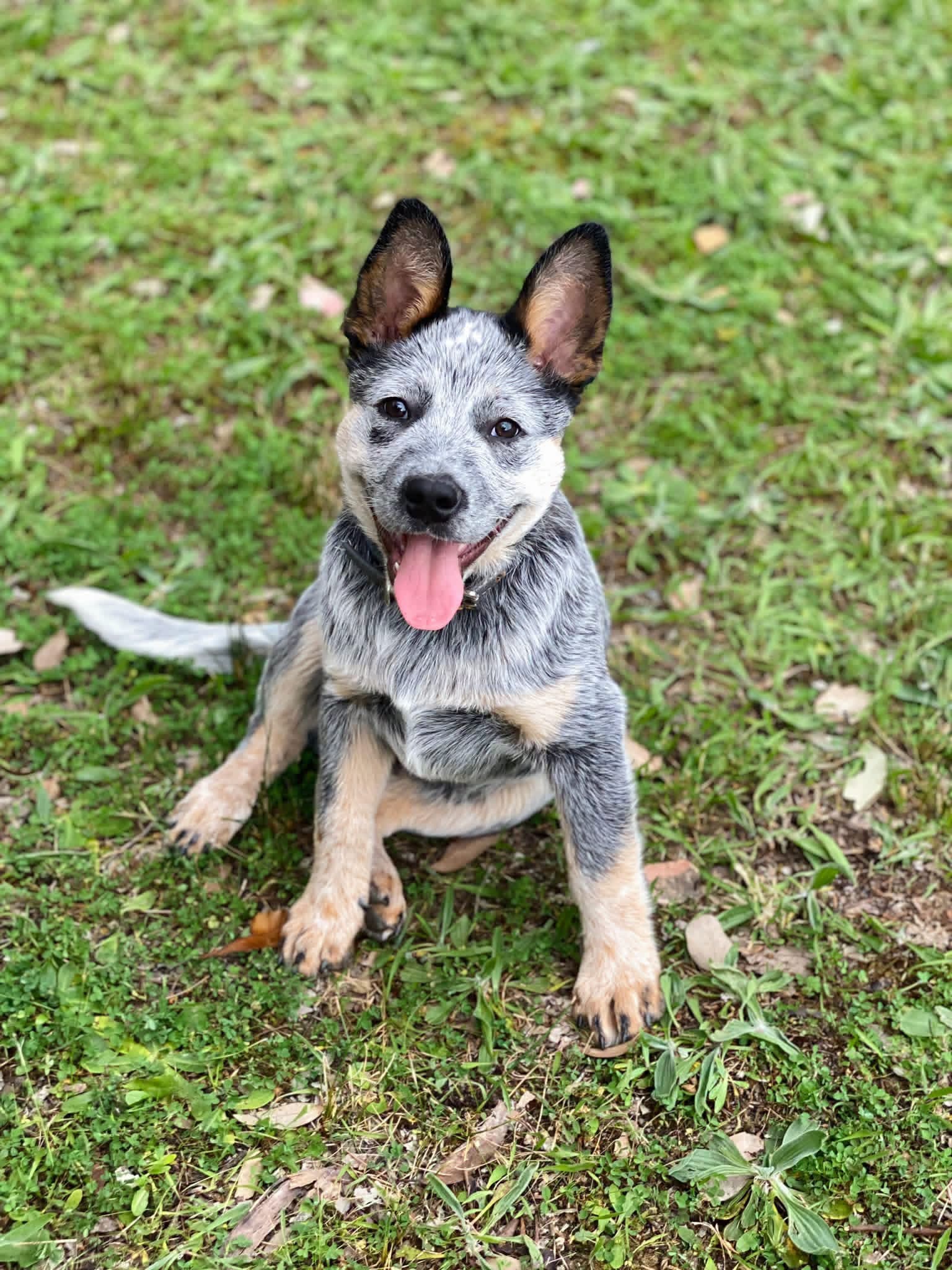 Spike — Blue male Blue Heeler